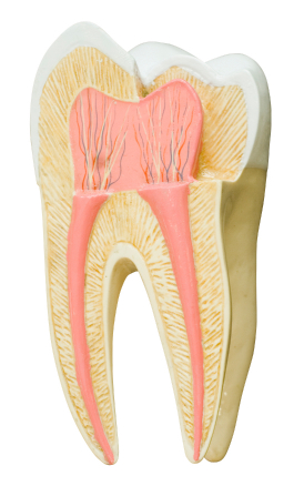 Easy Steps for Strengthening Your Enamel