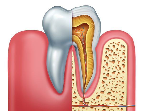 Diagram of tooth showing tooth root at Singing River Dentistry in Muscle Shoals, AL