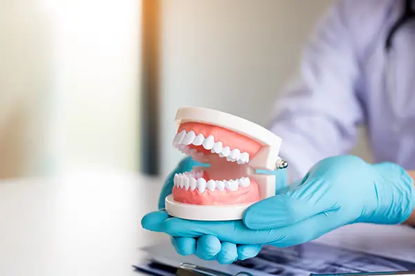 Dentist wearing gloves holding a detailed denture model to explain its structure and use during a patient consultation.